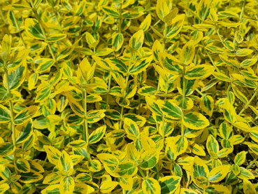 Euonymus fortunei "Emerald'n Gold" - (Gelbbunte Kriechspindel),